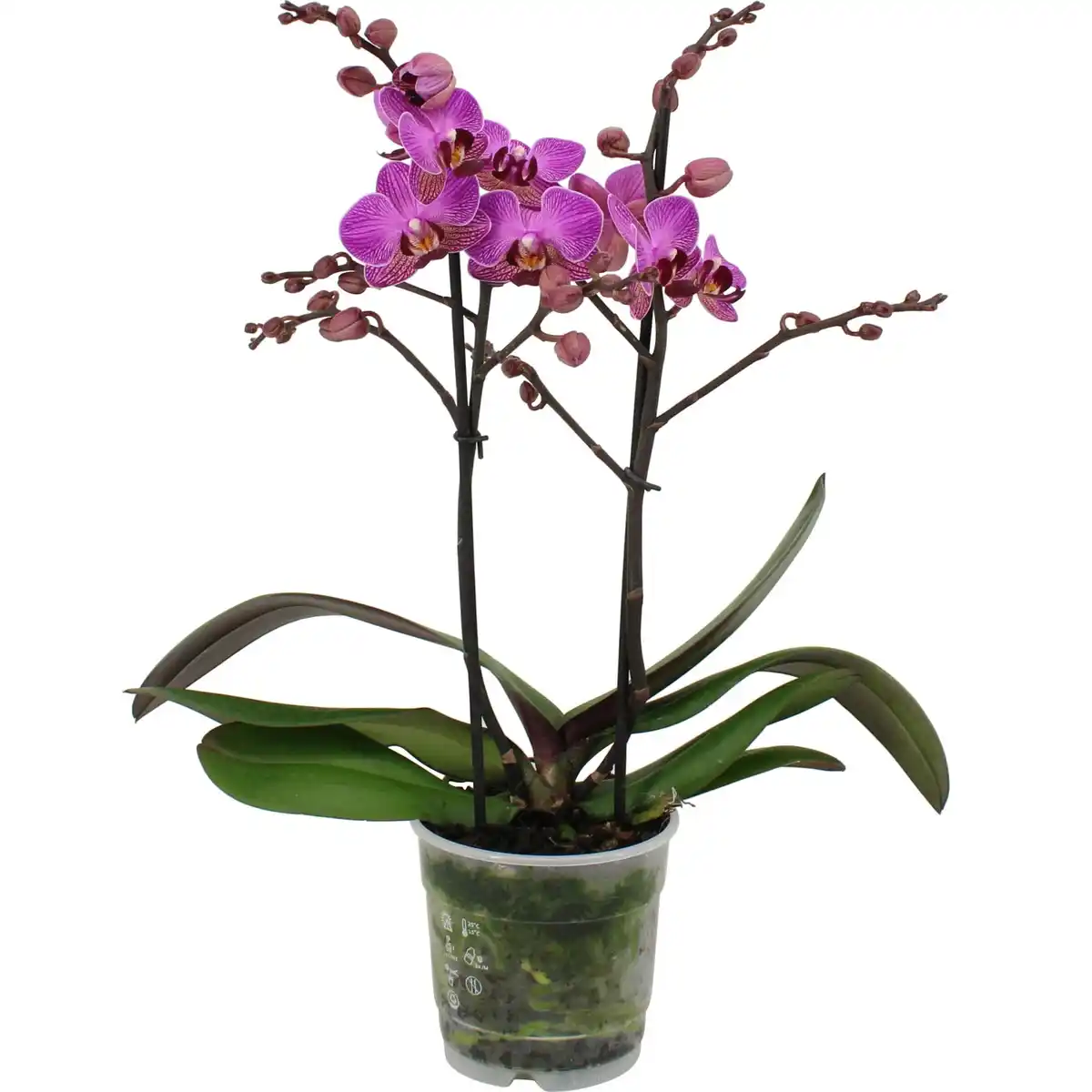 Bild 1 von GROW by OBI Schmetterlingsorchidee Sorten Höhe 35-50 cm Topf Ø 12cm Phalaenopsis
