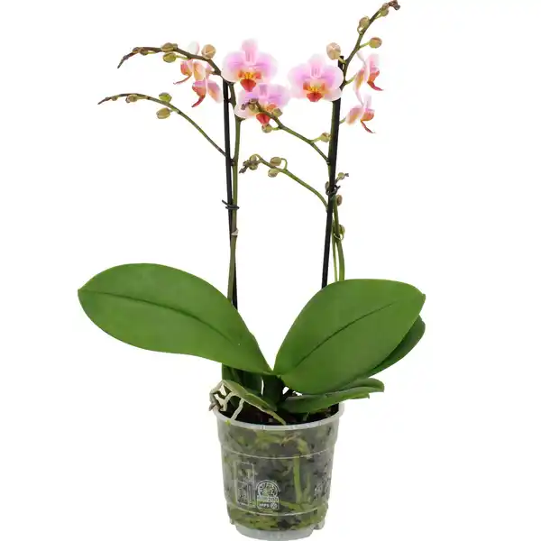 Bild 3 von GROW by OBI Schmetterlingsorchidee Sorten Höhe 35-50 cm Topf Ø 12cm Phalaenopsis