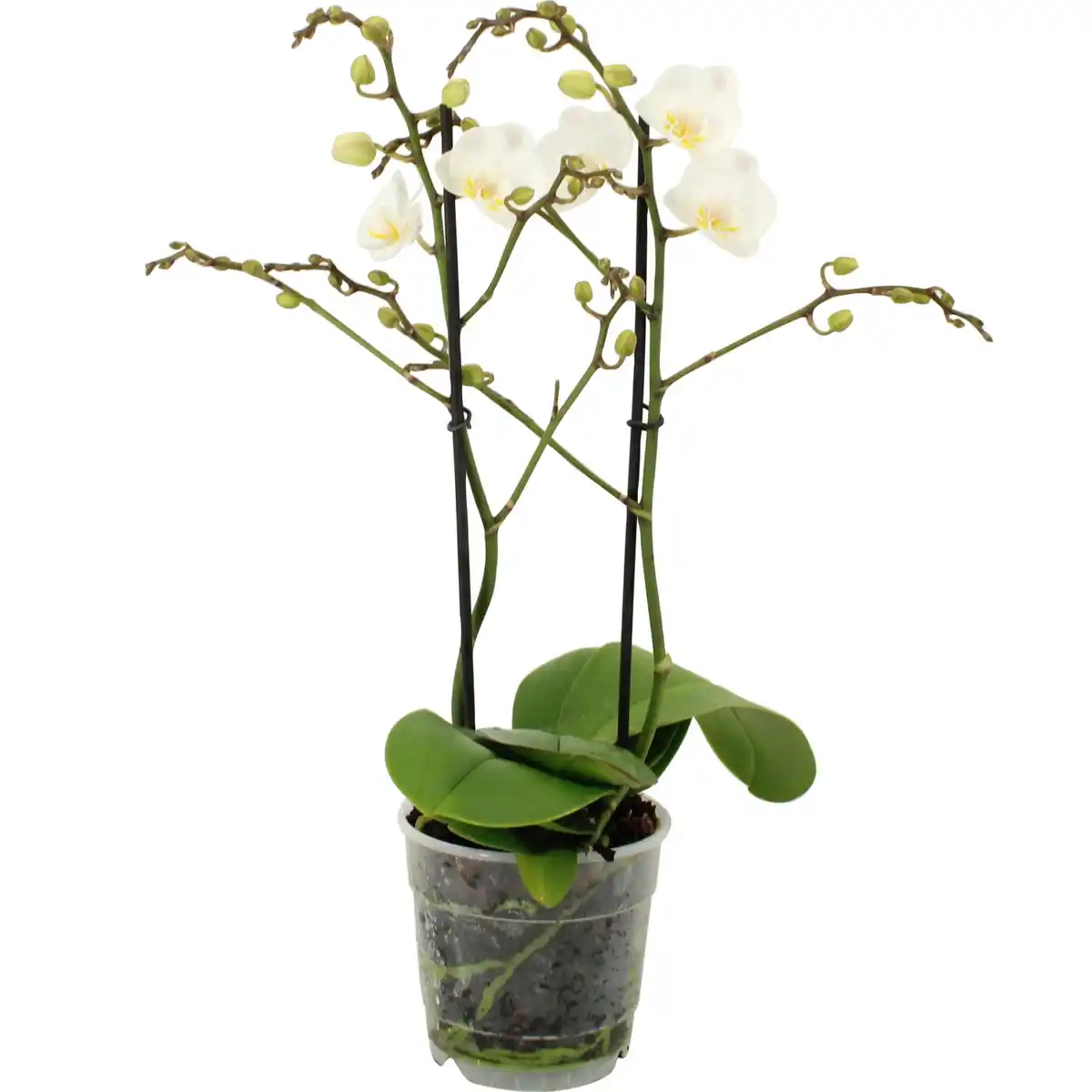Bild 4 von GROW by OBI Schmetterlingsorchidee Sorten Höhe 35-50 cm Topf Ø 12cm Phalaenopsis