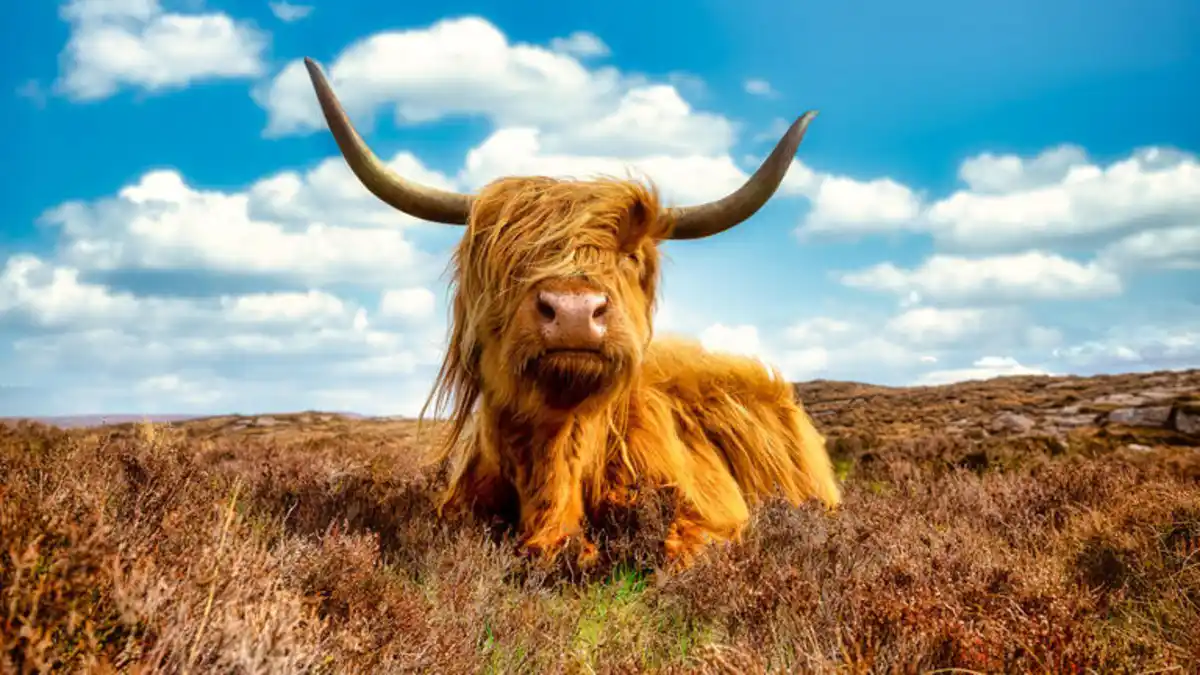 Bild 1 von Rundreisen Grossbritannien - Schottland: Zwischen Highland-Rindern und Dudelsackklängen