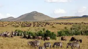 Rundreisen Kenia: Zwischen wilder Savanne und dem Traumstrand am Indischen Ozean