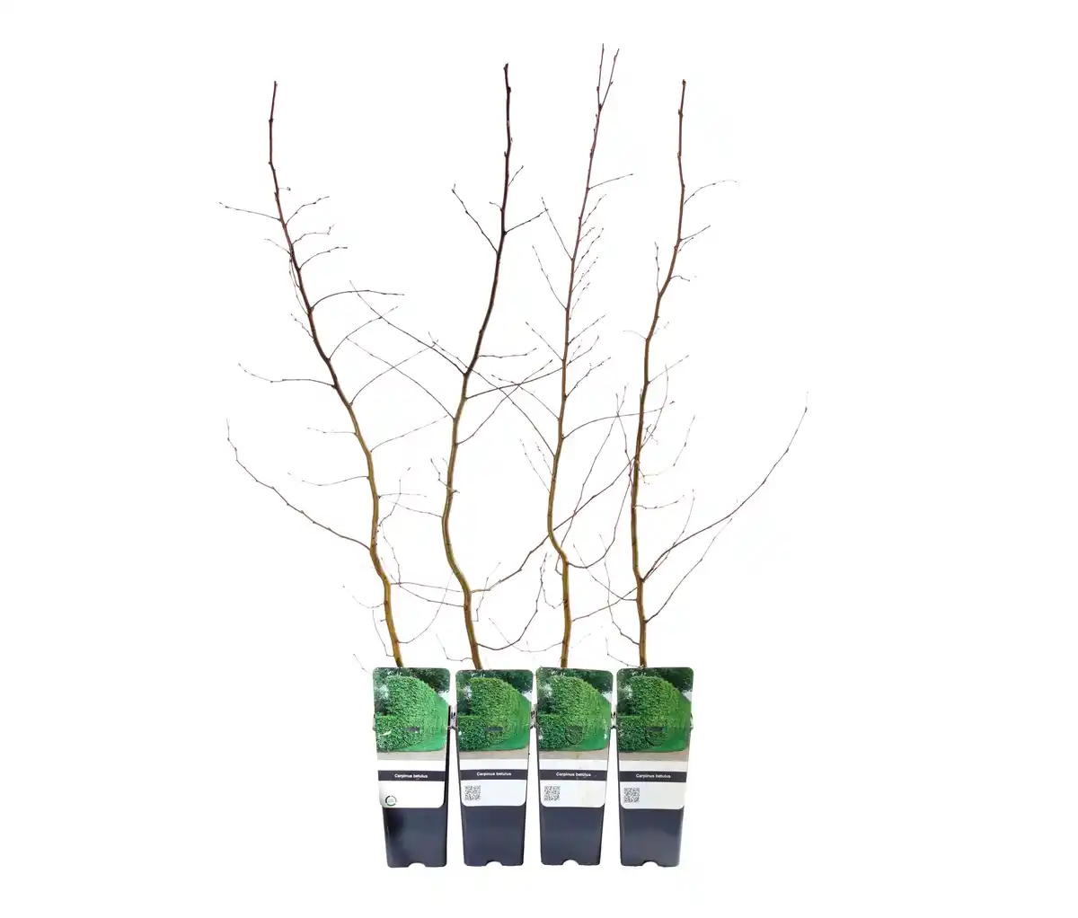 Bild 1 von Heckenpflanze, Hainbuche, 4er-Set