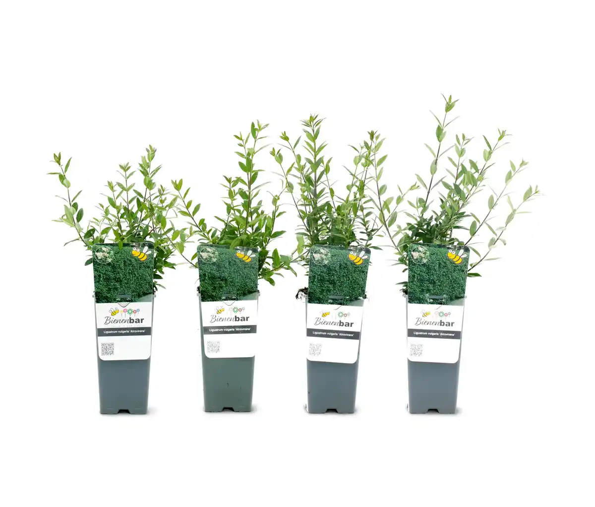 Bild 1 von Heckenpflanze, Liguster, 4er-Set