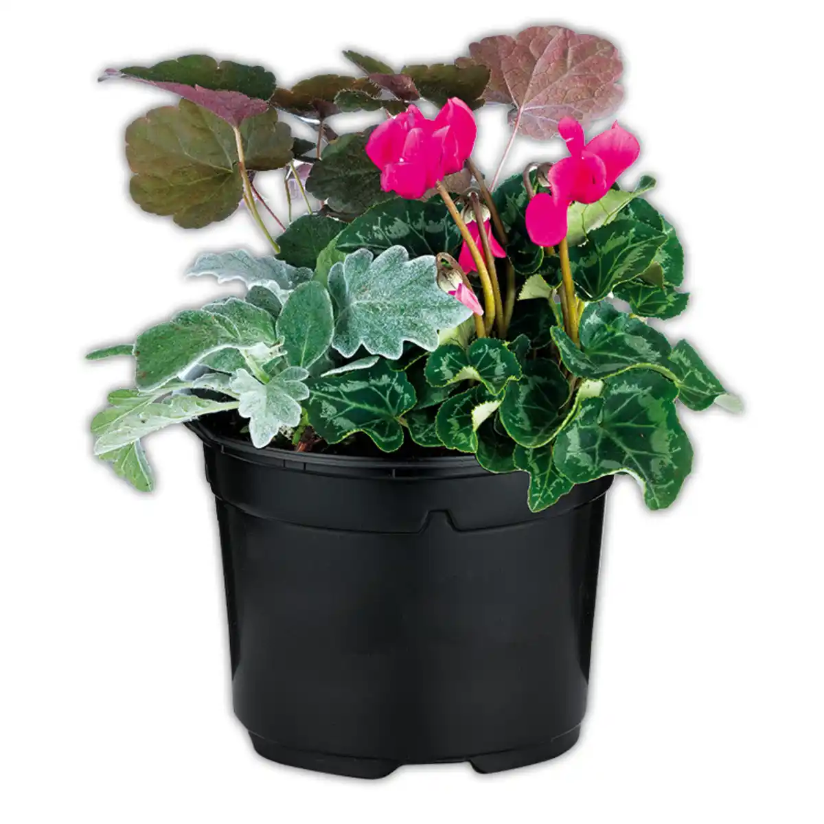 Bild 2 von Herbstmix Trio