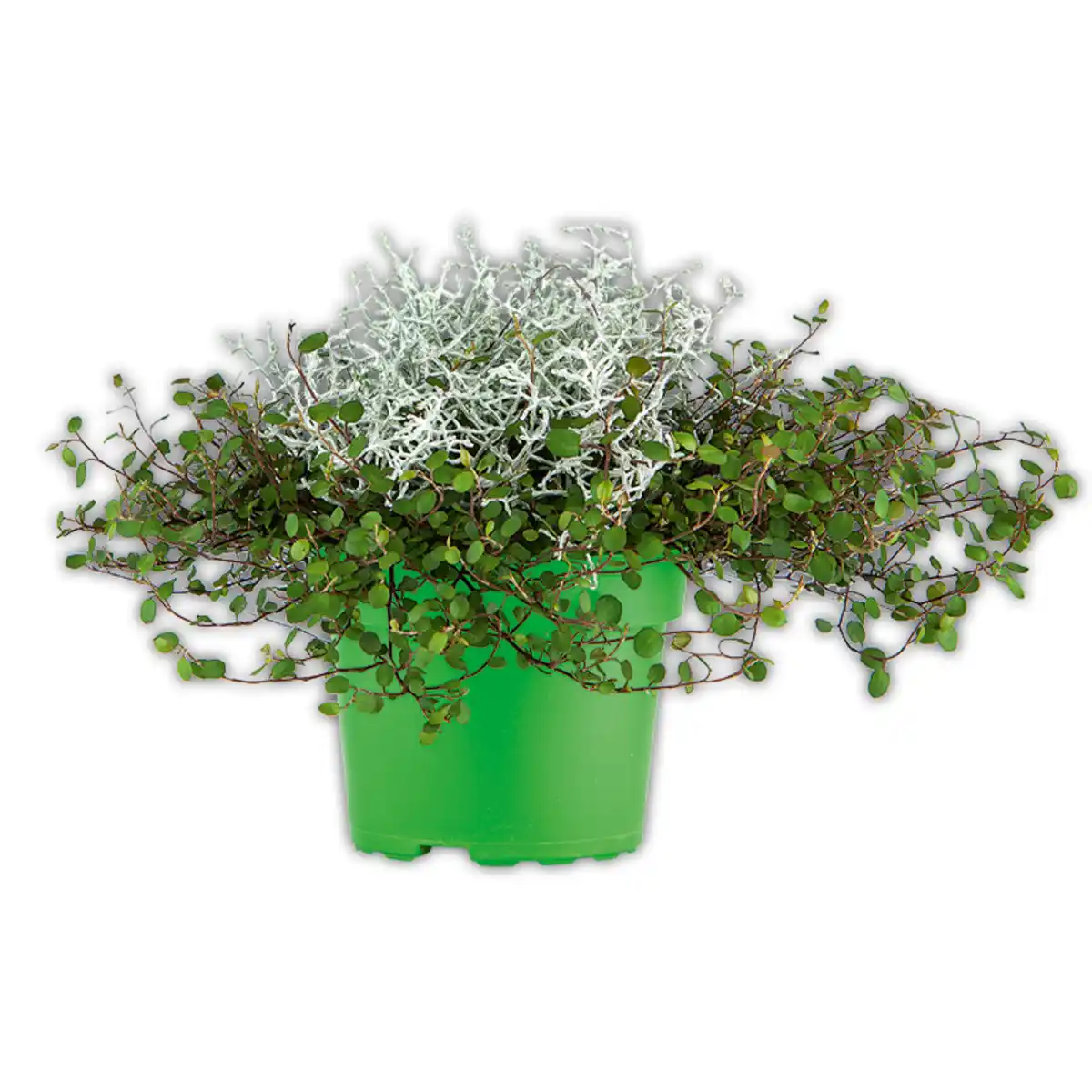 Bild 2 von Herbstpflanzen Duo