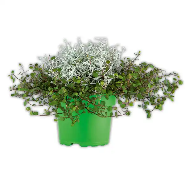 Bild 2 von Herbstpflanzen Duo