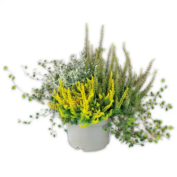 Bild 3 von Herbsttraum Quattros