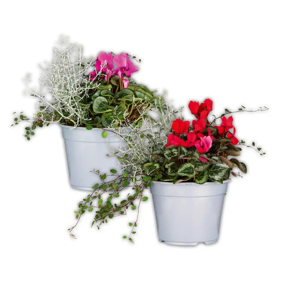 Bild 1 von Alpenveilchen