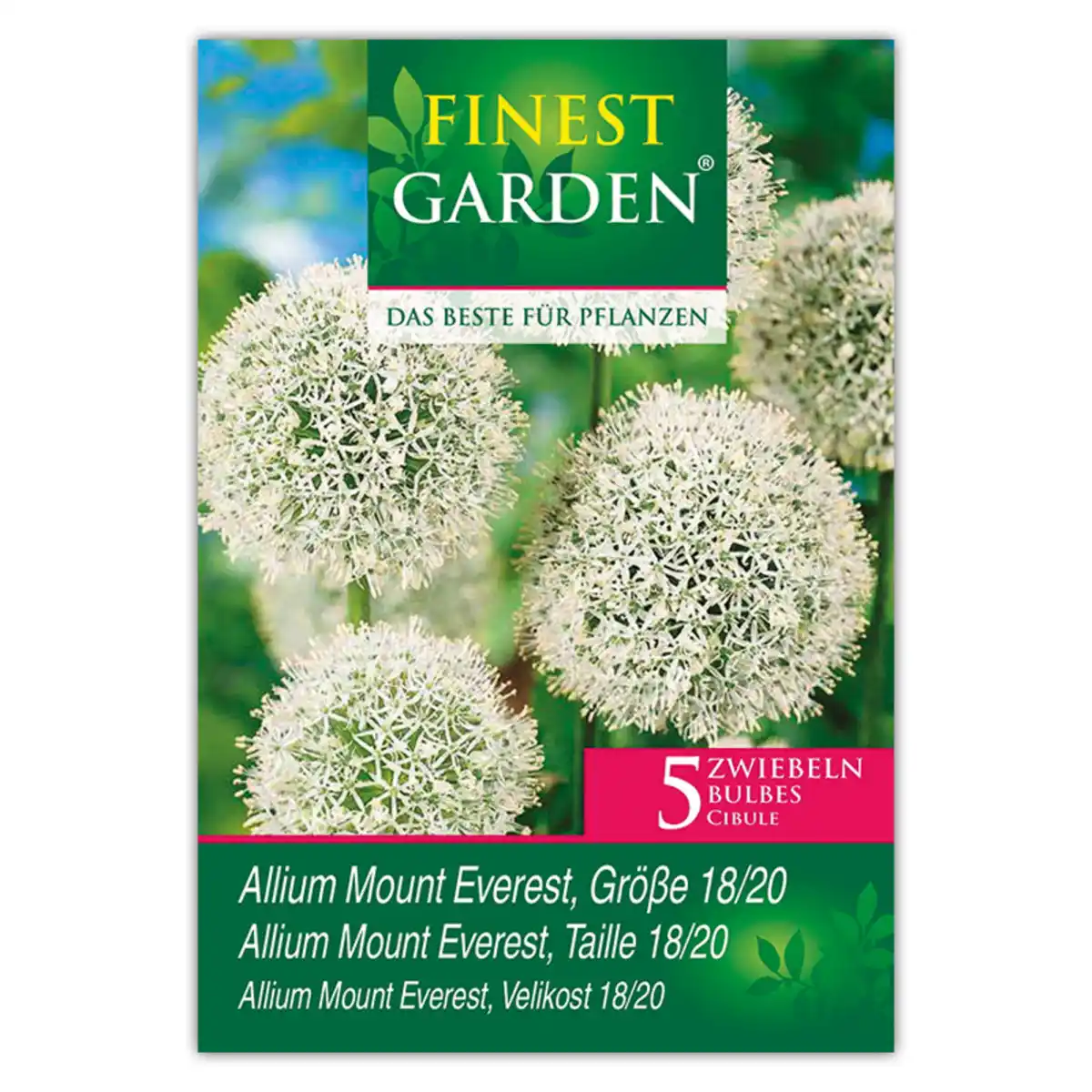 Bild 3 von Finest Garden Allium Blumenzwiebeln