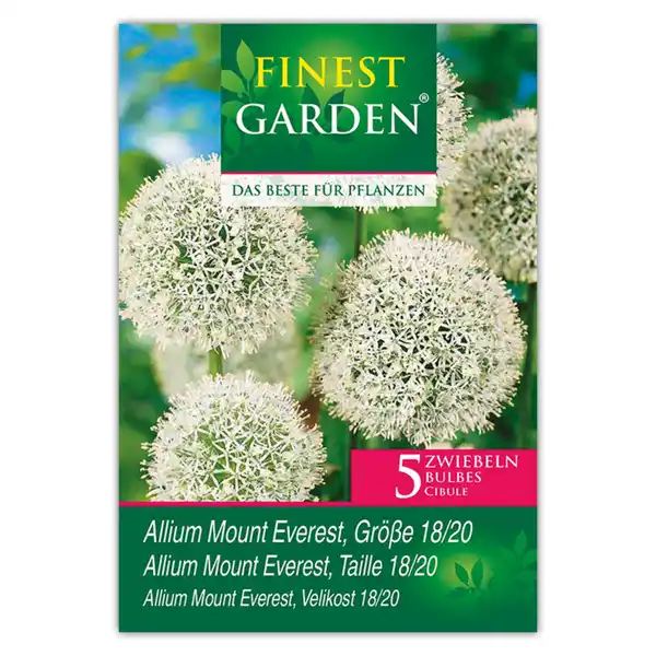 Bild 3 von Finest Garden Allium Blumenzwiebeln