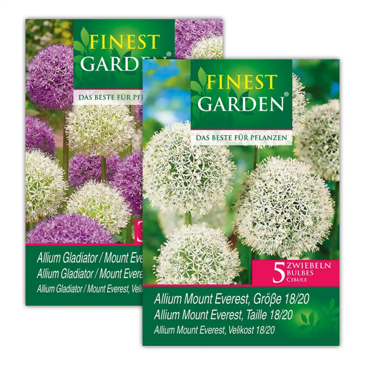 Bild 1 von Finest Garden Allium Blumenzwiebeln