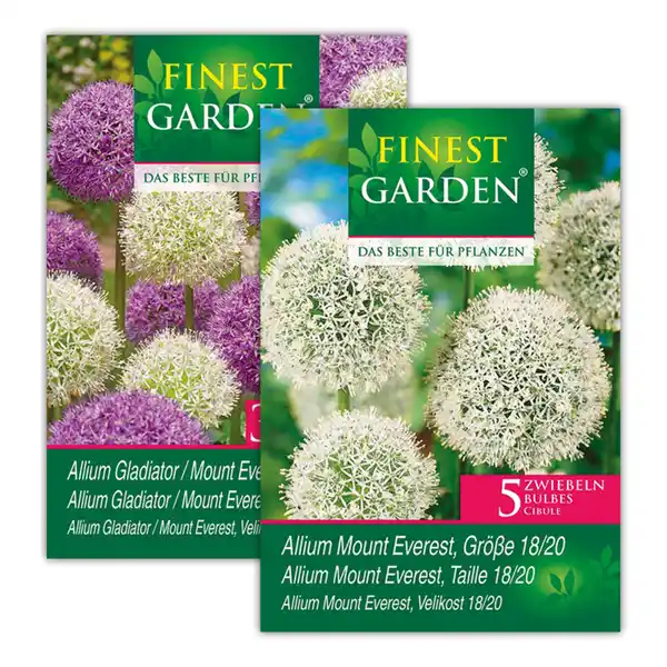 Bild 1 von Finest Garden Allium Blumenzwiebeln