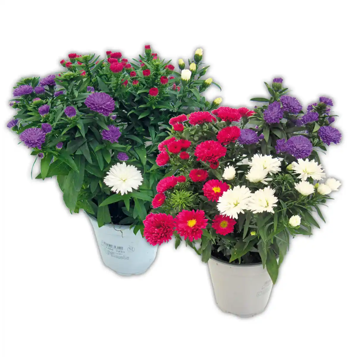 Bild 1 von Astern Trio