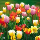 Bild 4 von Finest Garden Tulpen