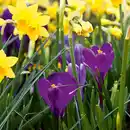 Bild 4 von Finest Garden Herbstblumenzwiebeln
