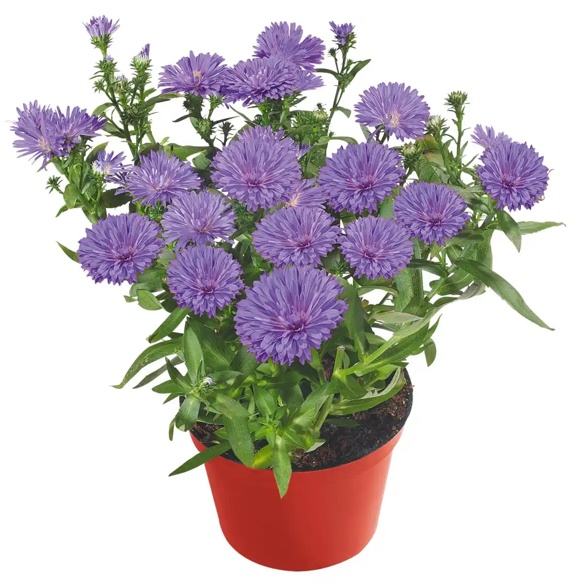 Bild 1 von Gartenpflanze