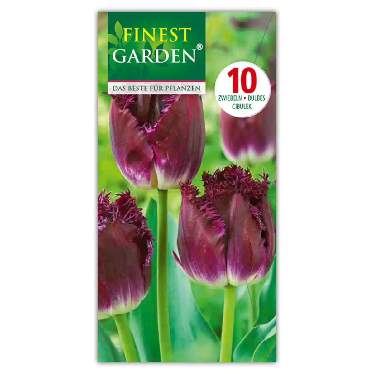 Bild 3 von Finest Garden Tulpen