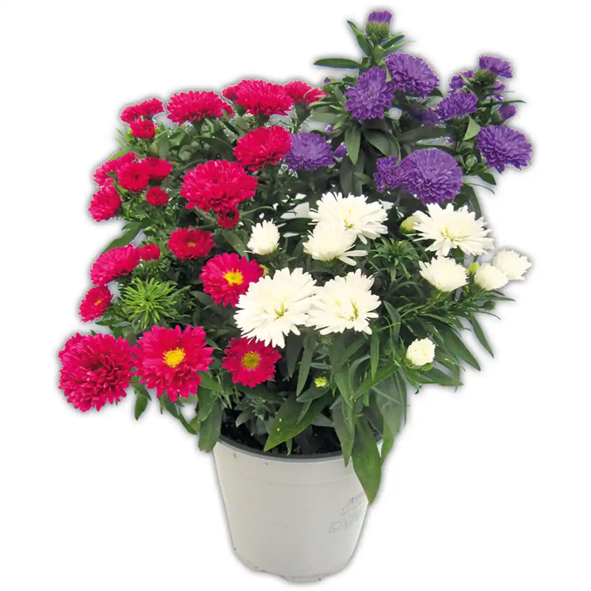 Bild 3 von Astern Trio