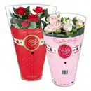Bild 1 von Topfrose