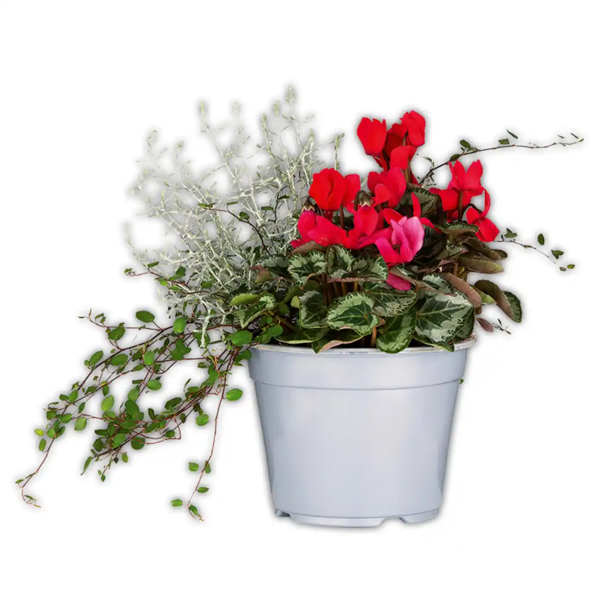 Bild 3 von Alpenveilchen