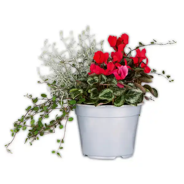 Bild 3 von Alpenveilchen