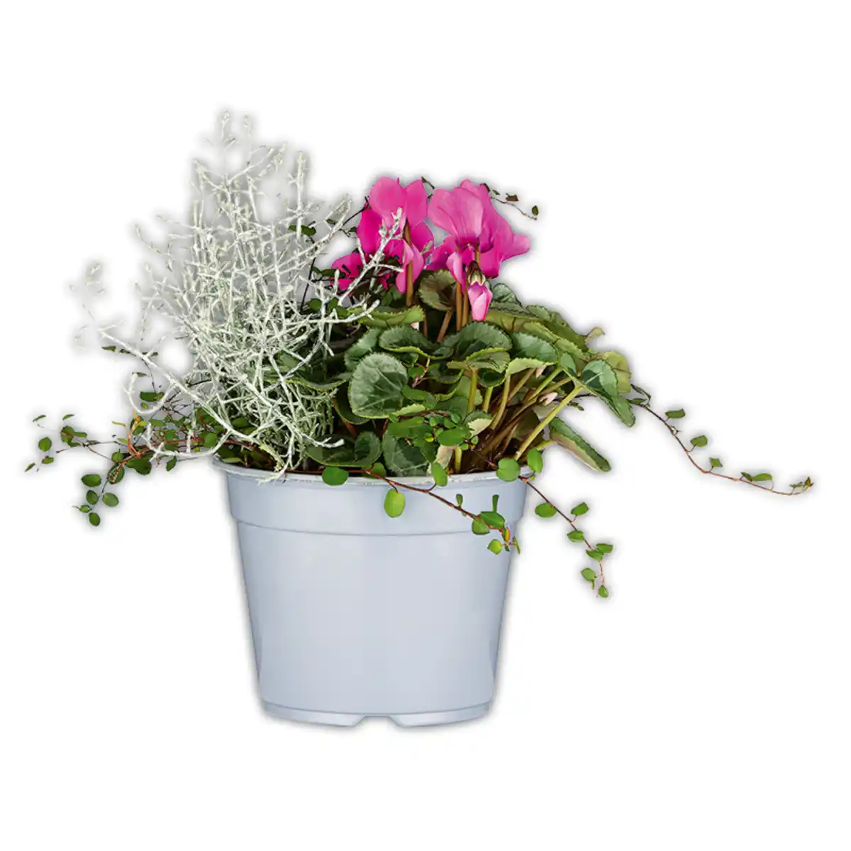 Bild 2 von Alpenveilchen