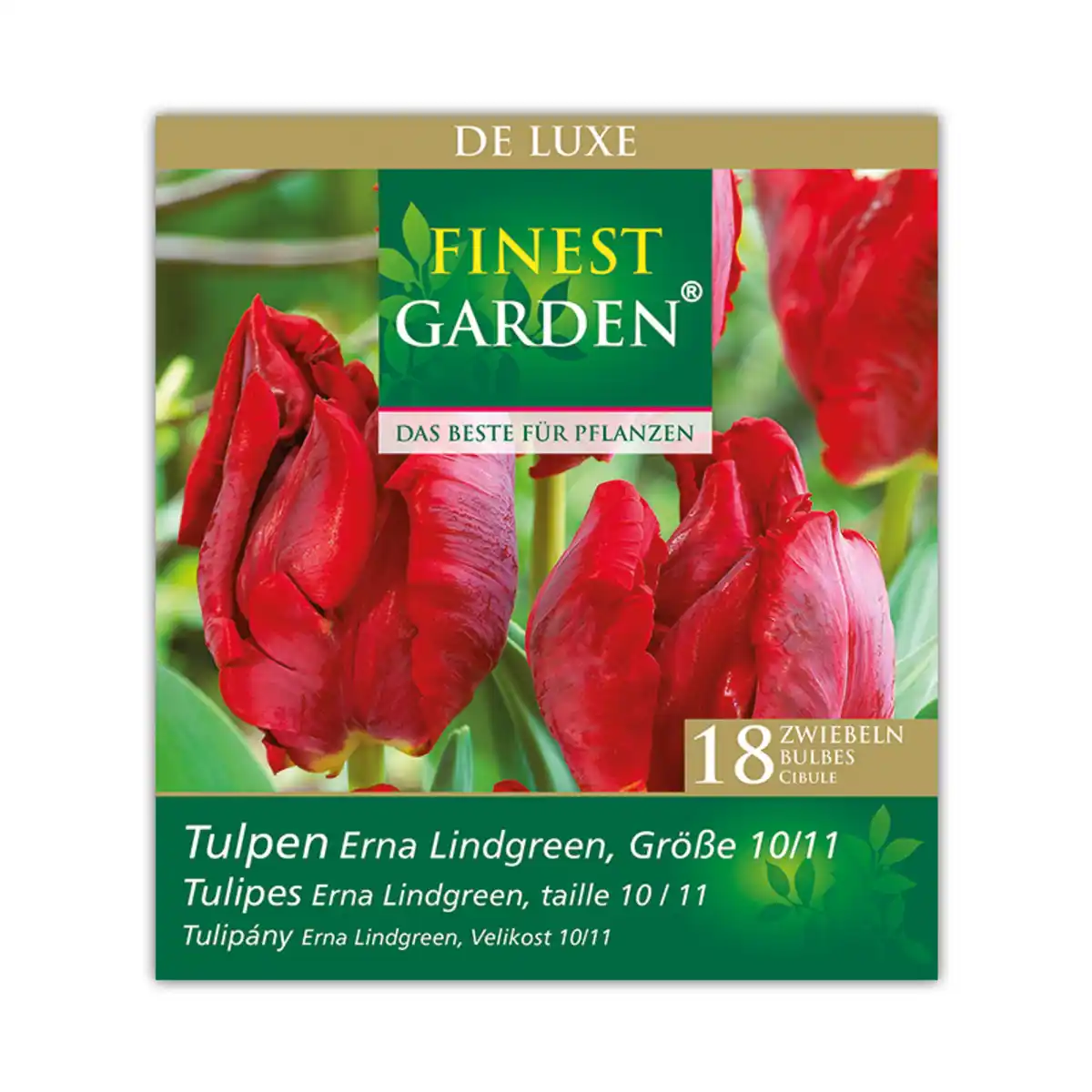 Bild 2 von Finest Garden Herbstblumenzwiebeln