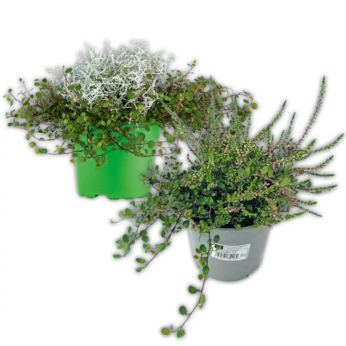 Bild 1 von Herbstpflanzen Duo