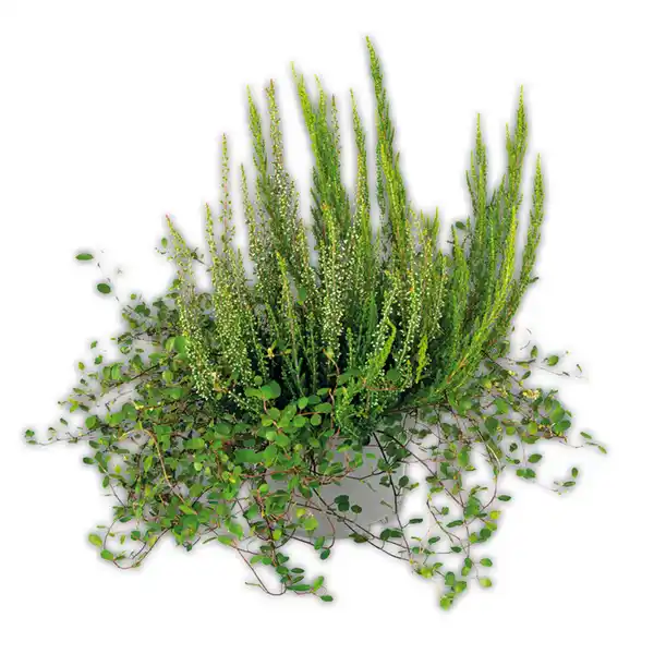 Bild 2 von Herbsttraum Quattros