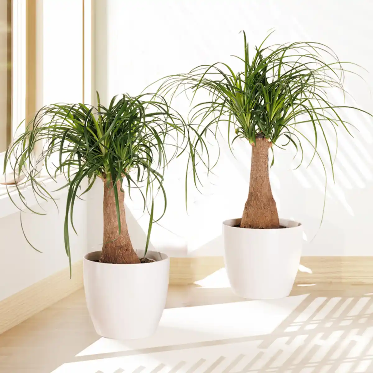 Bild 1 von Elefantenfuß XL