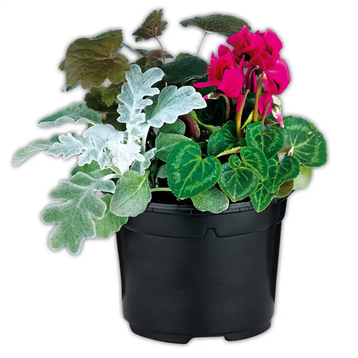 Bild 3 von Herbstmix Trio