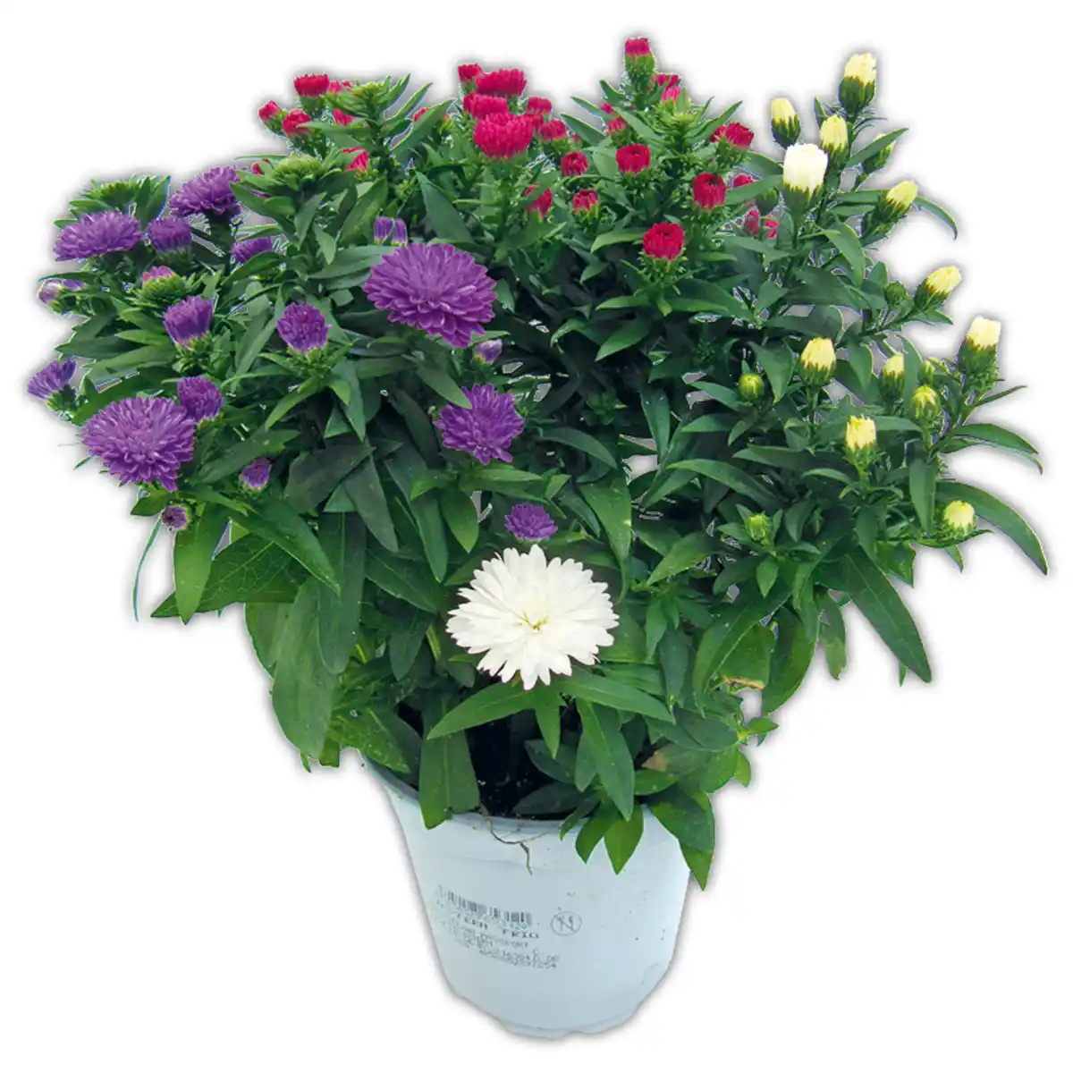 Bild 2 von Astern Trio