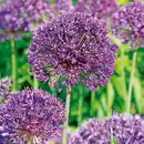 Bild 4 von Finest Garden Allium Blumenzwiebeln