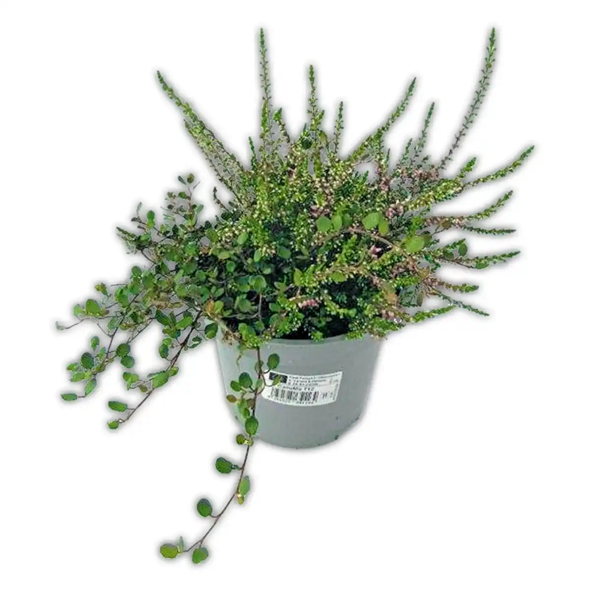 Bild 3 von Herbstpflanzen Duo