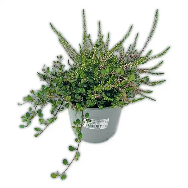 Bild 3 von Herbstpflanzen Duo