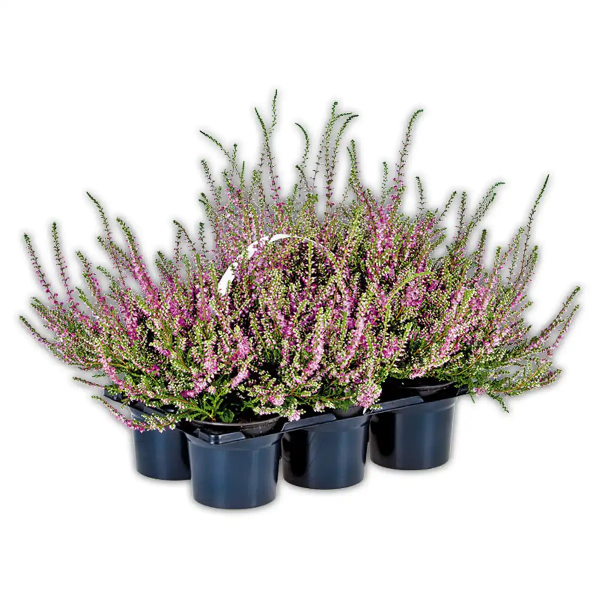 Bild 1 von Heidekraut