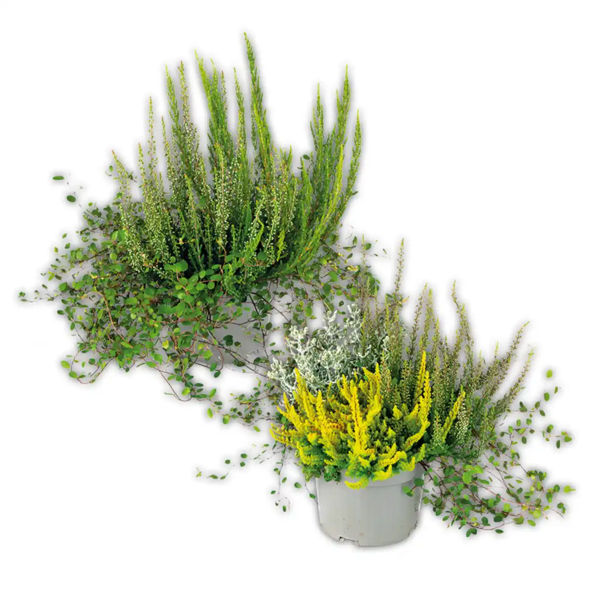 Bild 1 von Herbsttraum Quattros