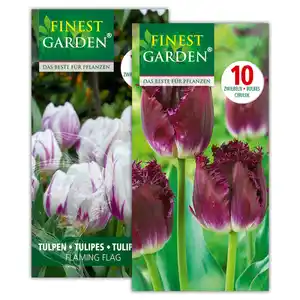 Finest Garden Tulpen