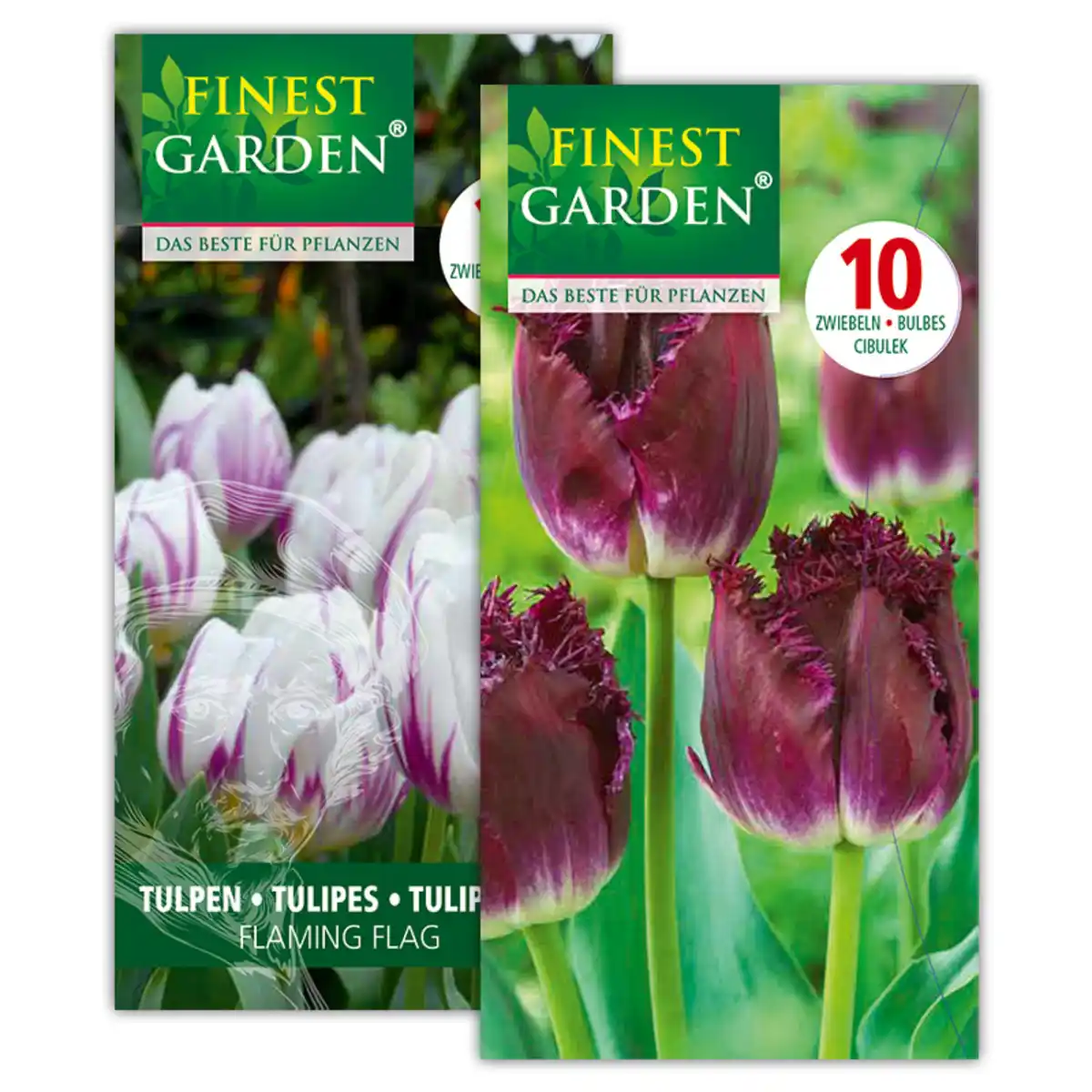 Bild 1 von Finest Garden Tulpen