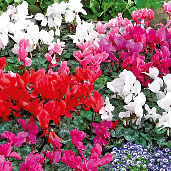 Bild 4 von Alpenveilchen