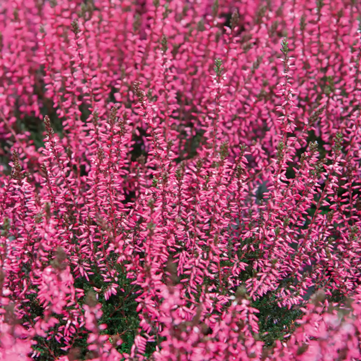 Bild 2 von Heidekraut