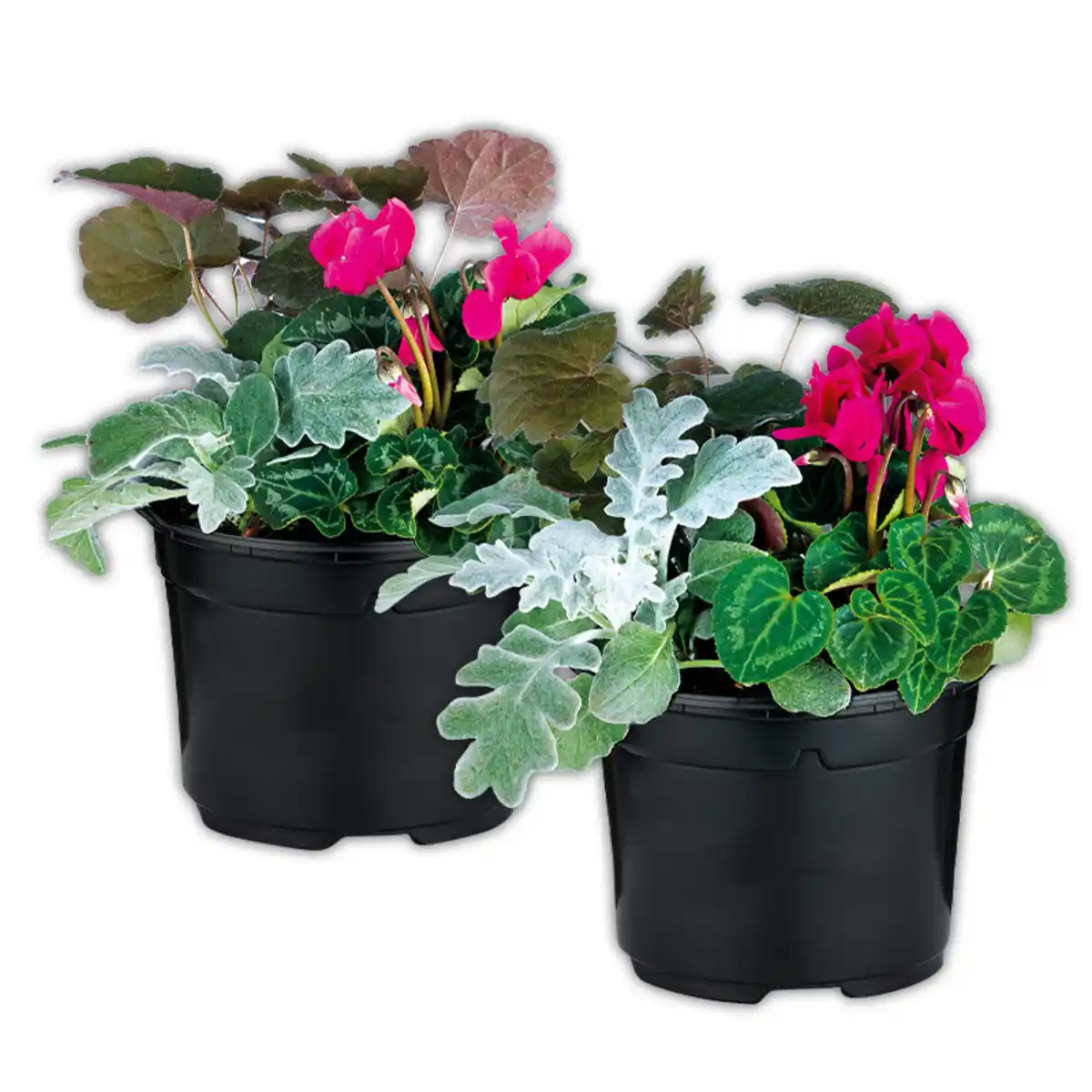 Bild 1 von Herbstmix Trio