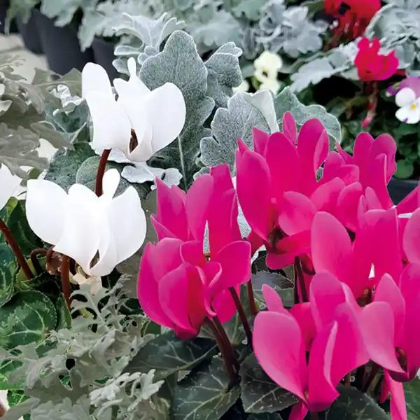 Bild 4 von Herbstmix Trio