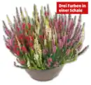 Bild 1 von Besenheide-Trio*
