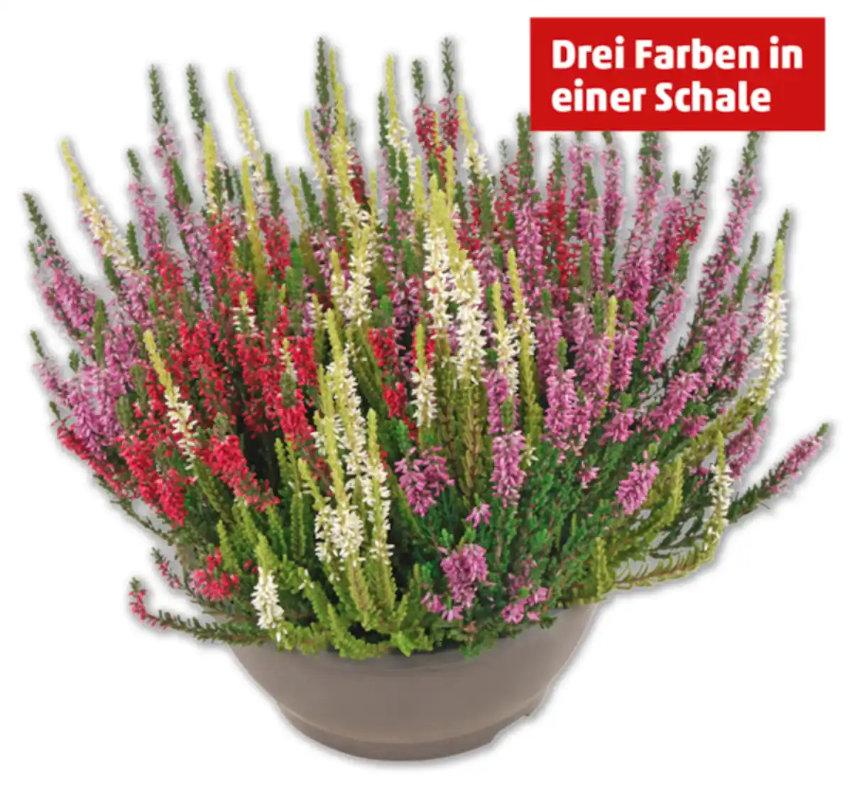 Bild 1 von Besenheide-Trio*