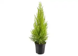 Zypresse „Goldcrest“ Cupressus macrocarpa