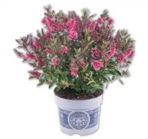 Hebe All Blooms*