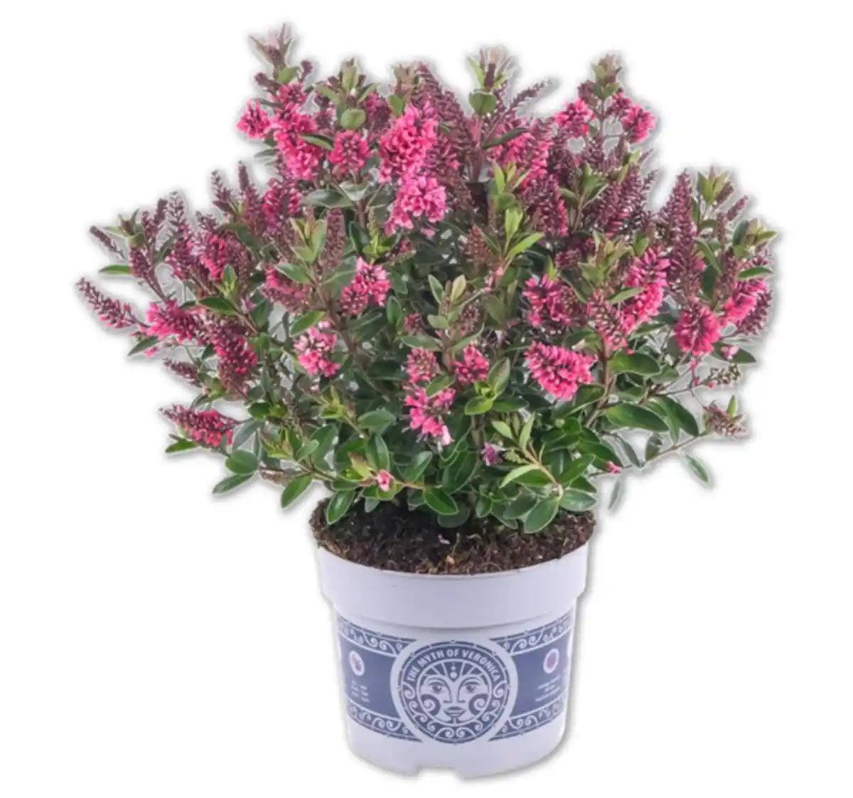 Bild 1 von Hebe All Blooms*