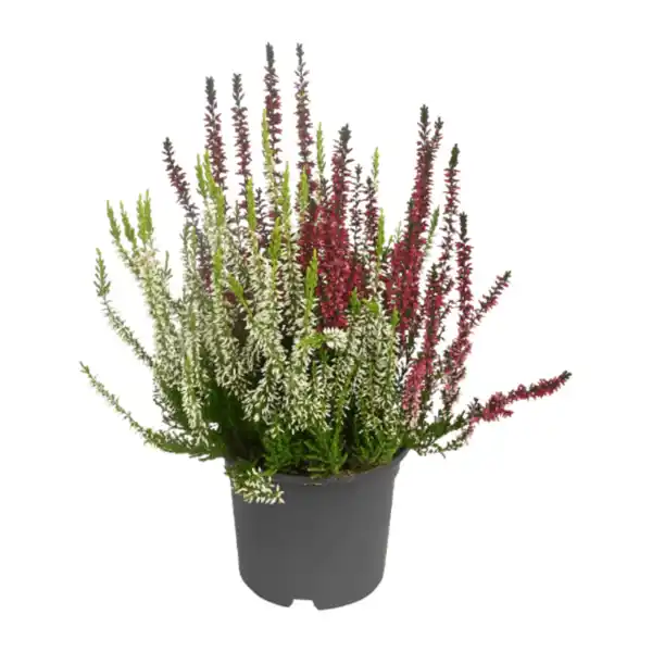 Bild 1 von GARDENLINE Solitär-Callunen Twin / Trio