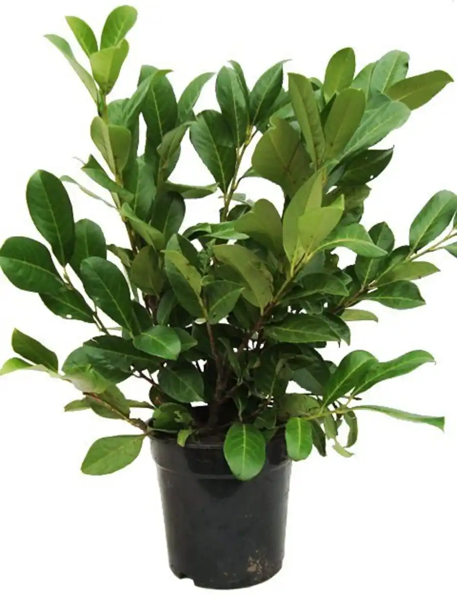 Bild 1 von Kirschlorbeer